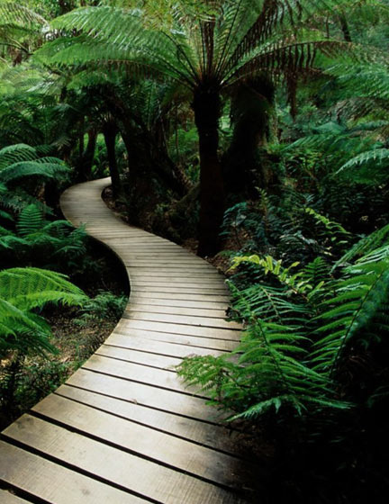 forest path